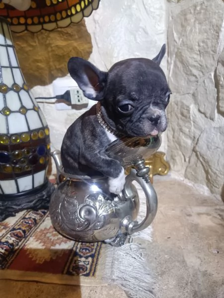 Bouledogue Francese cucciolo in vendita | Foto 6