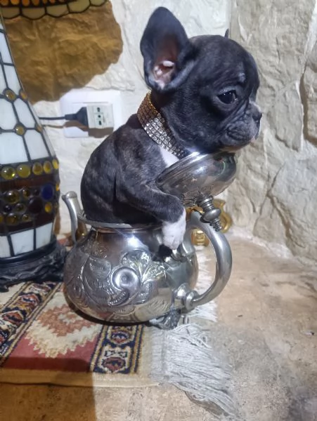 Bouledogue Francese cucciolo in vendita | Foto 5