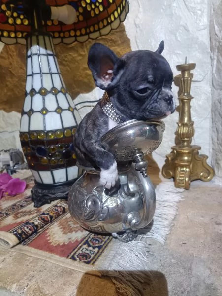 Bouledogue Francese cucciolo in vendita | Foto 1