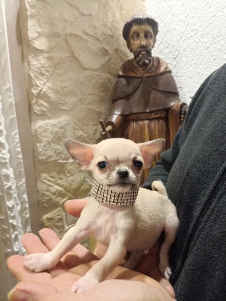 Chihuahua meravigliosi cuccioli in vendita | Foto 4