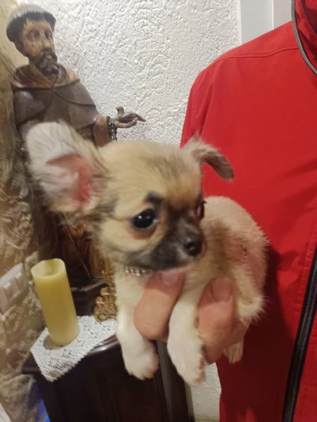 Chihuahua meravigliosi cuccioli in vendita | Foto 2