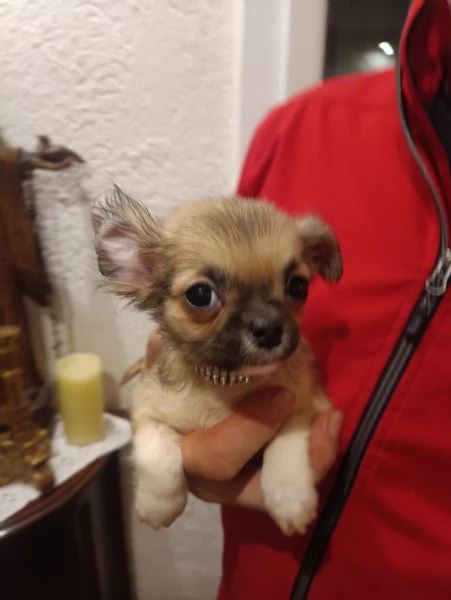 Chihuahua meravigliosi cuccioli in vendita | Foto 1