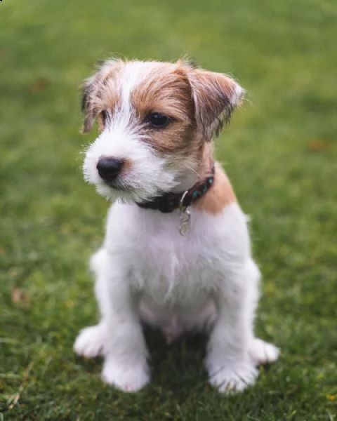 bellissimi cuccioli parson jack russell disponibili per ladozione gratuita i cuccioli sono molto s