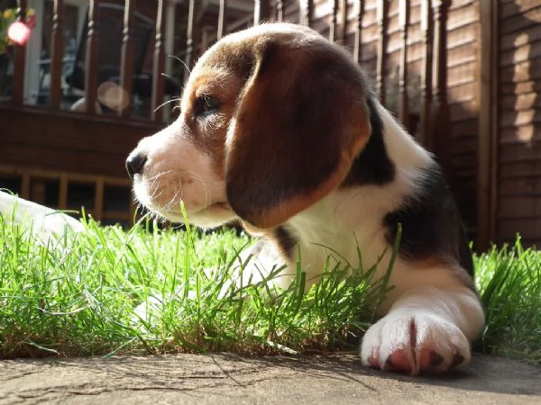 beagle stupendi cuccioli disponibili  | Foto 0