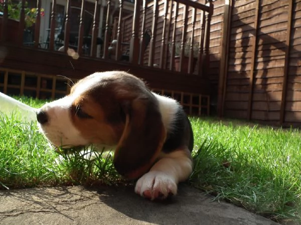 beagle stupendi cuccioli disponibili 