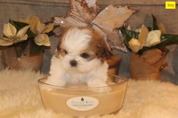 shih tzu cuccioli 3 mesi | Foto 0