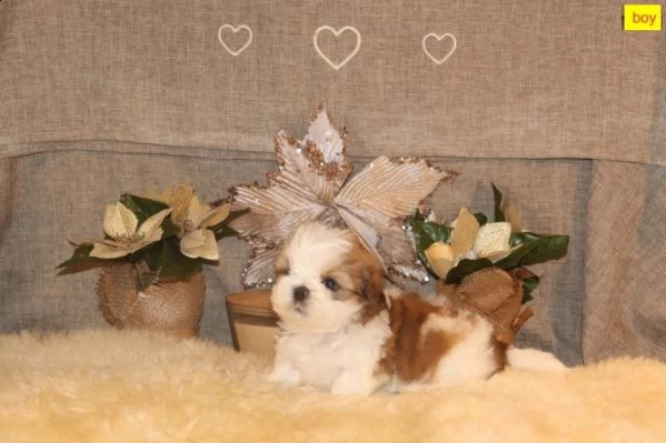 shih tzu cuccioli 3 mesi