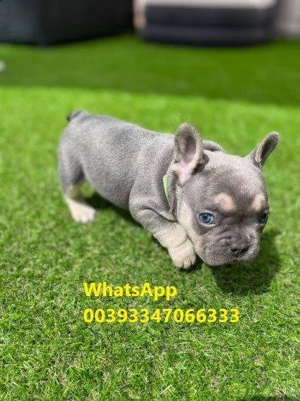 bulldog francese lilac e tan | Foto 1