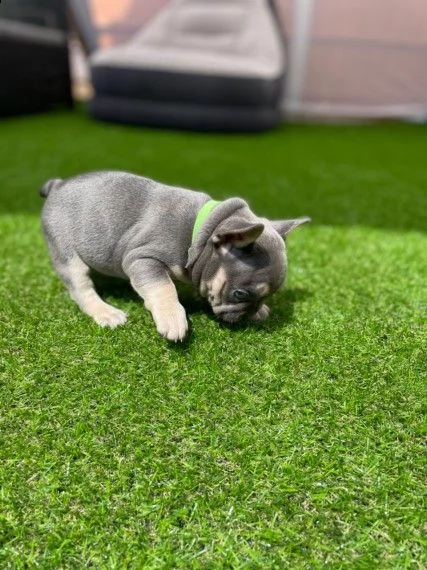 bulldog francese lilac e tan