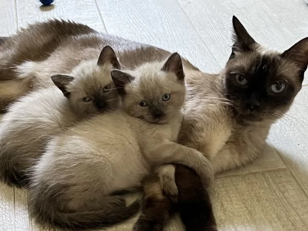 Gattini siamesi | Foto 4