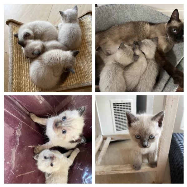 Gattini siamesi | Foto 3