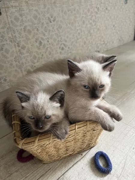 Gattini siamesi