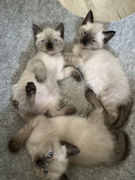 Gattini siamesi | Foto 0