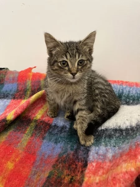 Gattina in adozione | Foto 3