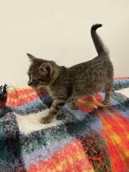 Gattina in adozione | Foto 2