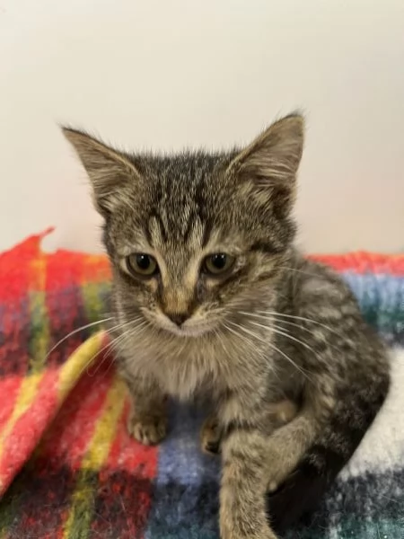 Gattina in adozione | Foto 0