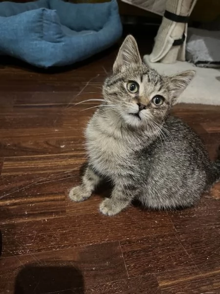 Gattina tigrata in adozione | Foto 1