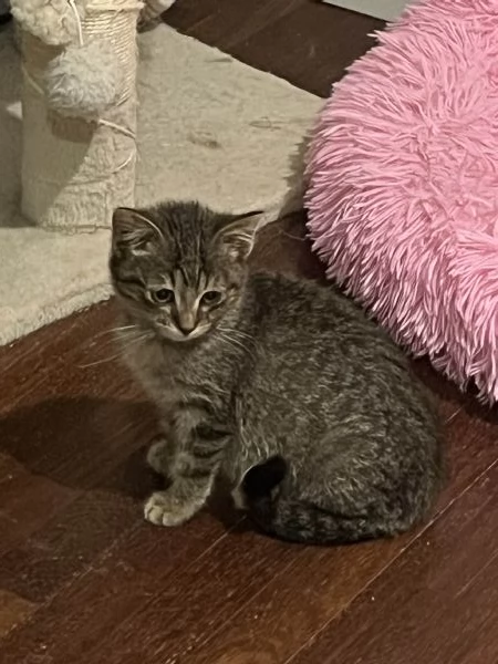 Gattina tigrata in adozione | Foto 0