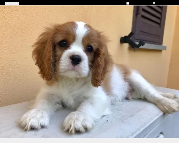 vendita cuccioli di cavalier king
