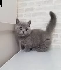 bellissimi gattini british shorthair disponibili per ladozione gratuita i gattini sono molto sani 