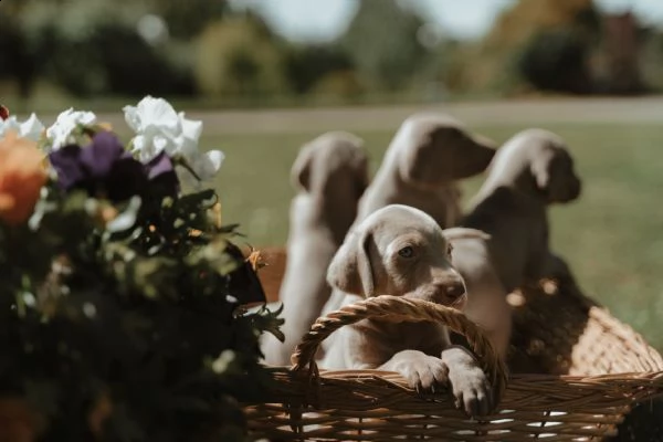cuccioli di weimaraner | Foto 2