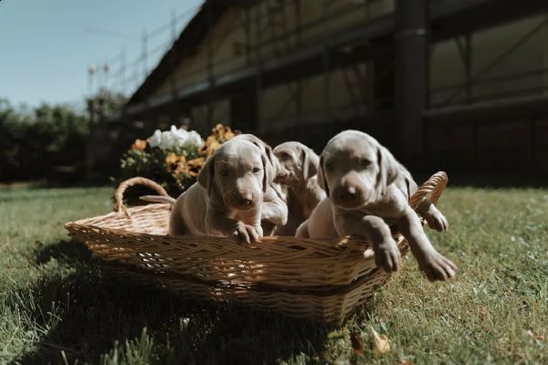cuccioli di weimaraner | Foto 0