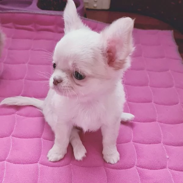 bella chihuahua cuccioli selezionati con pedigree