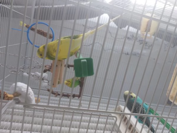 inseparabili  