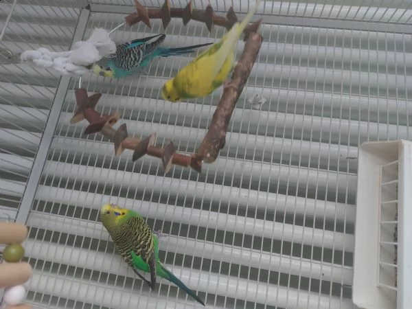 inseparabili   | Foto 1