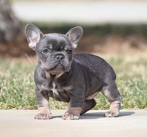bulldog francese blu e nero