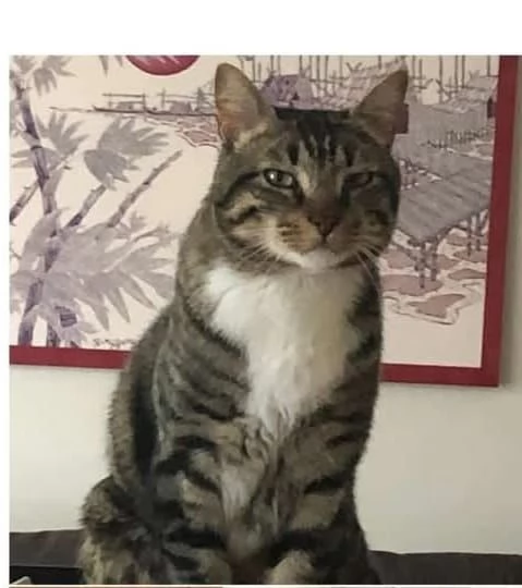 Lillo micio giocoso 5 anni