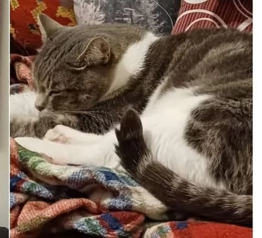 Lillo micio giocoso 5 anni | Foto 1