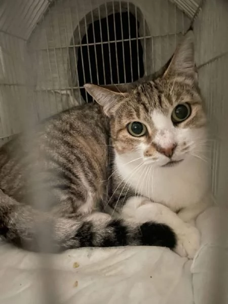 Layla micia di 4 anni 
