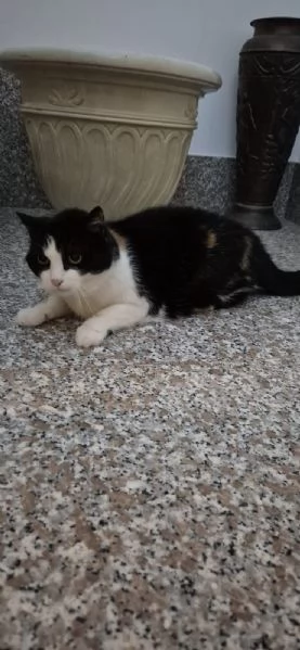 Adozione del cuore una casa per Stella gattina coccolona | Foto 0