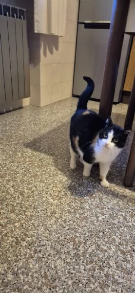Adozione del cuore una casa per Stella gattina coccolona