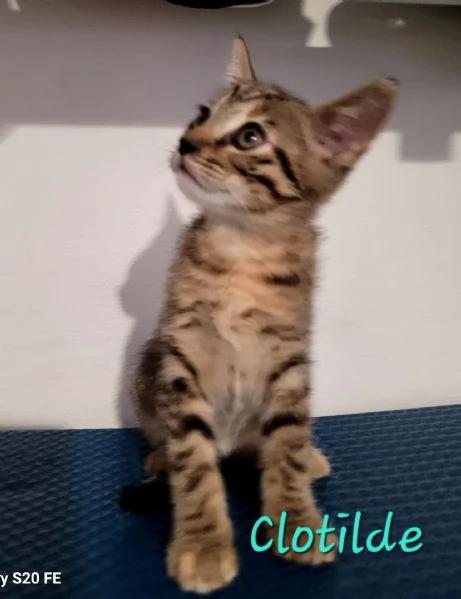 TRE MICI CUCCIOLI DA AMARE | Foto 1