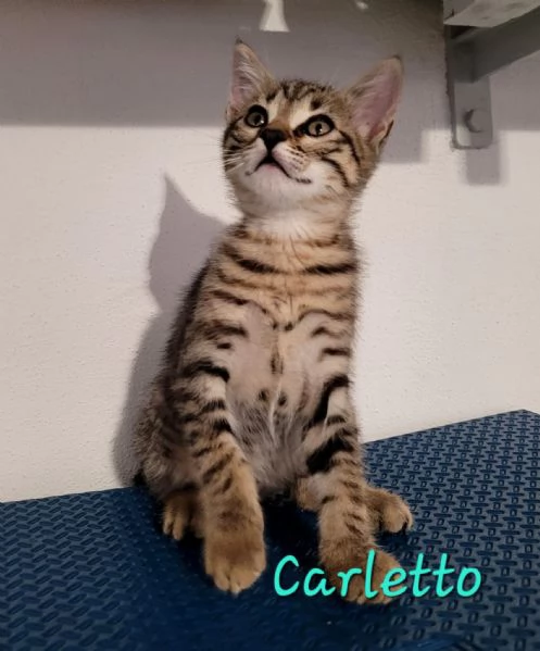 TRE MICI CUCCIOLI DA AMARE