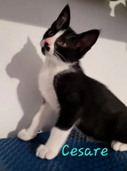 TRE MICI CUCCIOLI DA AMARE | Foto 0