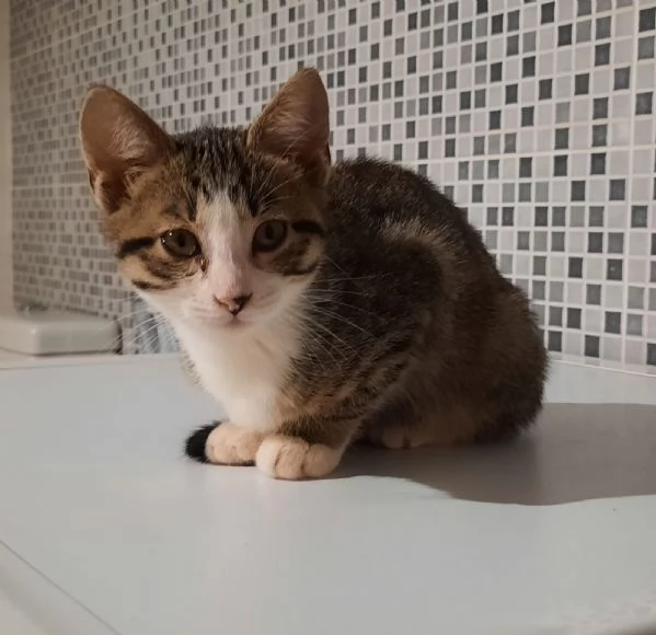 Ginetta ultima cucciola della famiglia