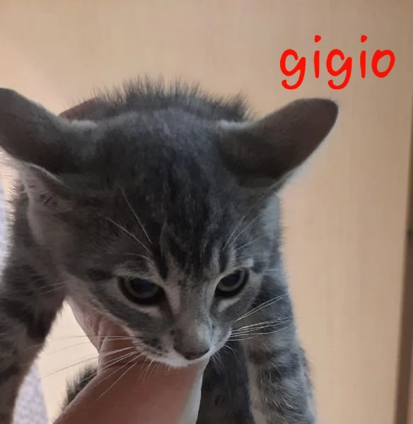 Mici cuccioli rubacuori 