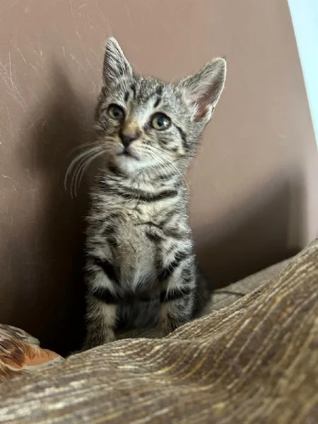 Birba la Micia Tigratina Indipendente