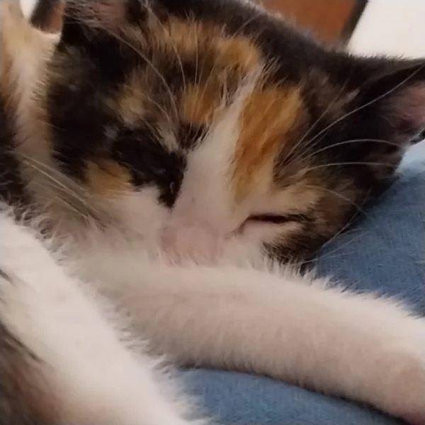 Zoe Micia Calico Dolce e Vivace | Foto 3