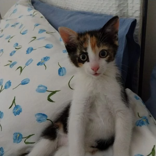 Zoe Micia Calico Dolce e Vivace | Foto 2