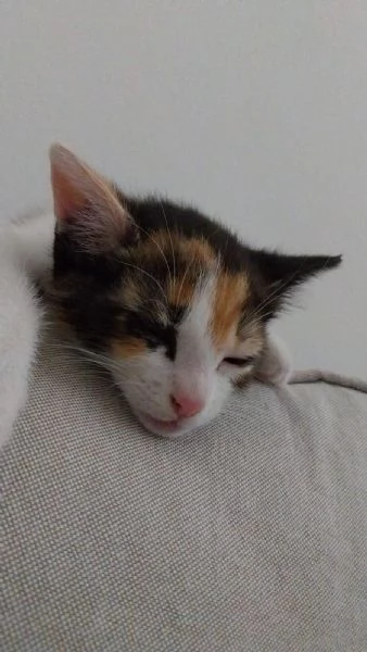 Zoe Micia Calico Dolce e Vivace | Foto 0