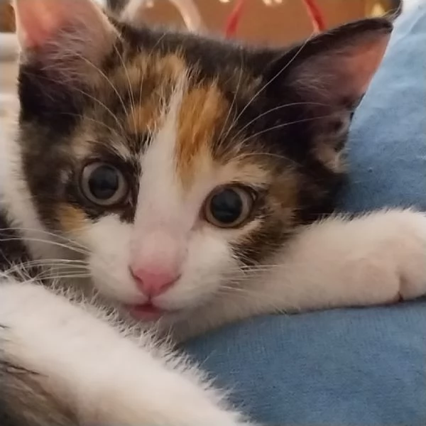 Zoe Micia Calico Dolce e Vivace