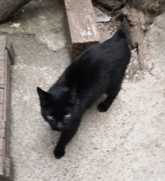 Tommy il Micio Nero con un Cuore dOro | Foto 1