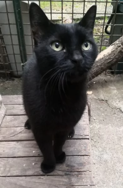 Tommy il Micio Nero con un Cuore dOro | Foto 0