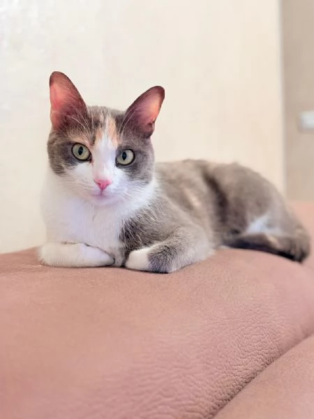 PENELOPE  dolce micia di due anni 