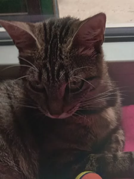 Musina micia di un anno | Foto 3