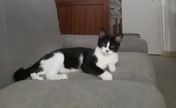 Spritzy micia di due mesi 